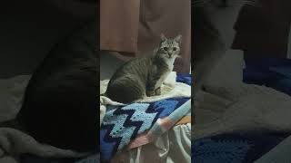 soy requeté hermoso 😻😇🥰#shortsfeed #videoviral #ytshorts #shortviral #rocawoman