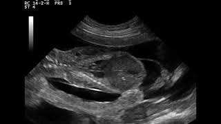 Echographie Clinique Veterinaire Des Docteurs Martin Granel Beaufils Jumelle Calvisson Echographie Clinique Veterinaire Des Docteurs Martin Granel Beaufils Jumelle Calvisson