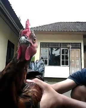 Kepala Ayam Stabil Seimbang