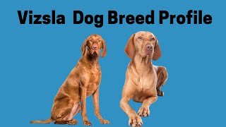 Vizsla Dog Breed Profile - Characteristics, Care Tips, and Helpful Information for Pet Owners