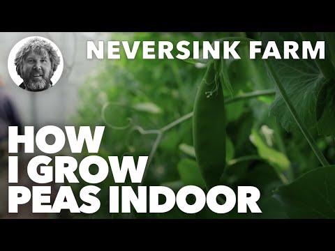 Video: Can You Grow Peas Indoors: How To Grow An Indoor Pea Plant