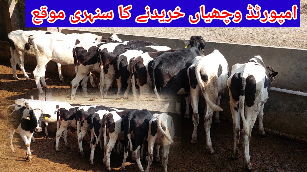 نومی وڑائچ لدھا سدھا 12 امپورٹڈ وچھیاں برائے فروخت 29 نومبر 2023 ...