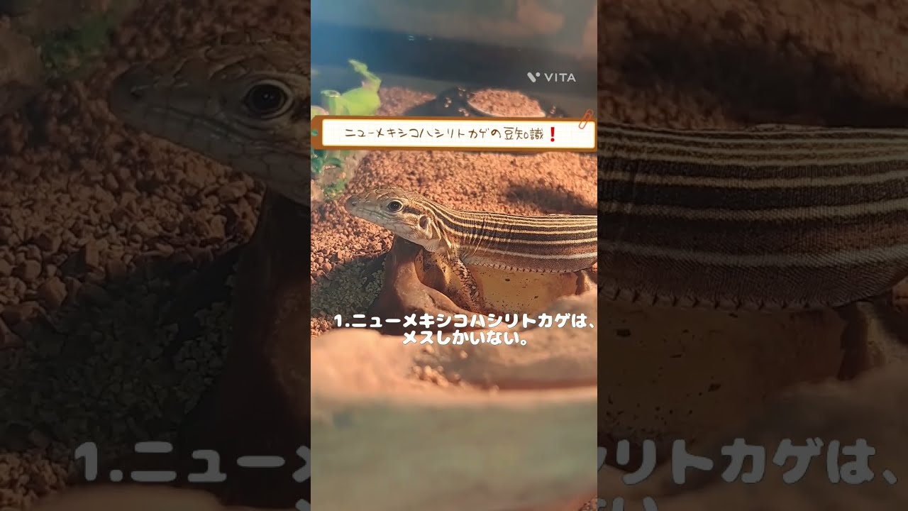 ニューメキシコハシリトカゲの豆知識🦎 - YouTube