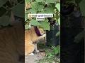 😺oyen janda #shorts #shortvideo #oyen # #cat #kucing #funny #fyp #viral #viralvideo #kucinglucu#fypシ