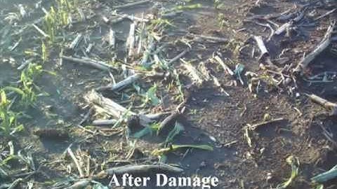 Hail Damage Corn Regrowth