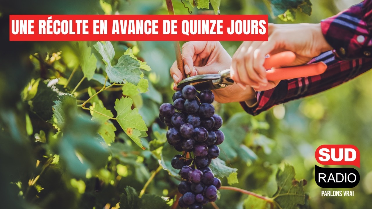Dérèglement climatique : les vendanges en avance de 15 jours