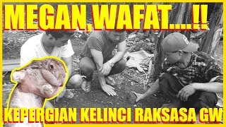 MEGAN WAFAT...KEPERGIAN KELINCI RAKSASA GW