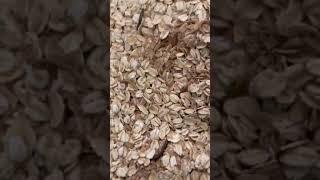 How to make a Mealworm habitat
