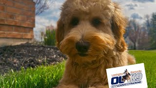 “Weller”  Mini Golden Doodle  6 Months Old  Board & Train with Chip “CanineTrainer” Gray