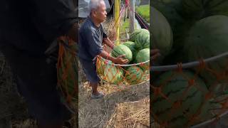 semangka lorek super🍉 #petani #semangka #shorts #buah