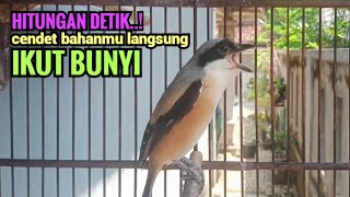 Pancingan Cendet Pilis Pastol Di Pagi Hari Naikan Emosi Cendet Jenis Apapun Agar Ikutan Bunyi