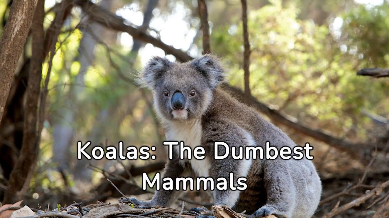 koalas the dumbest mammalsanimals trivia YouTube