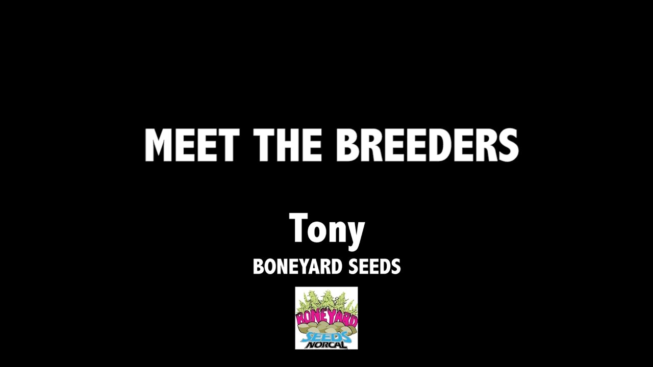 Boneyard Seeds with Tony