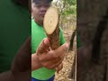 Fui pra mata pegar Verga pra fazer berimbau ￼
