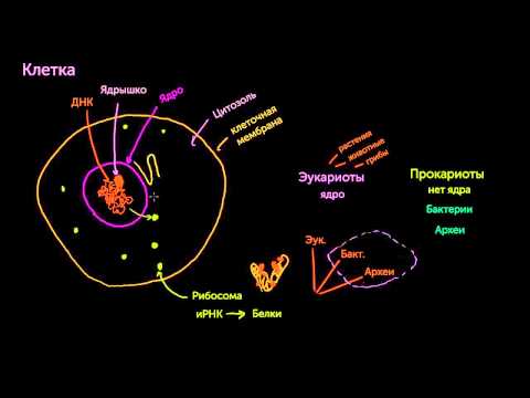 Части клетки