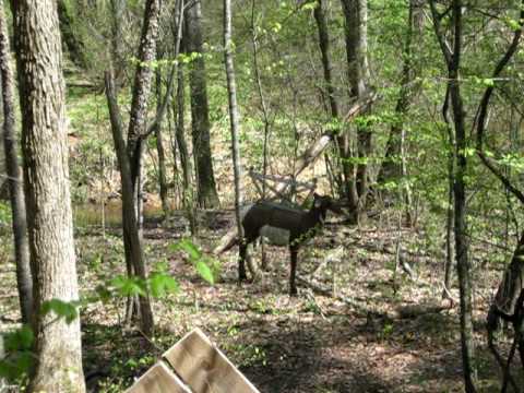 Traditional Archery 3-d in North carolina at the G...
