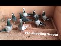 Belgian Racing Pigeons: Pre Breeding Season Start Final 2020 Pigeon Update