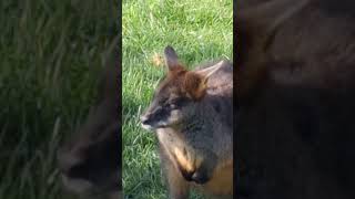 Parma Wallabies at Northumberland Zoo