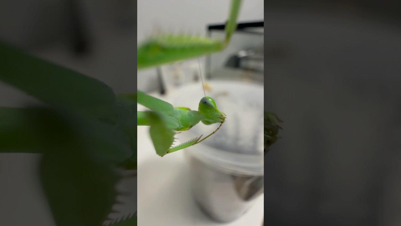 Well i didn’t expect this 😂 #mantis #bugs #insects #pets #wildlife #fyp #foryou #shorts #nature #uk