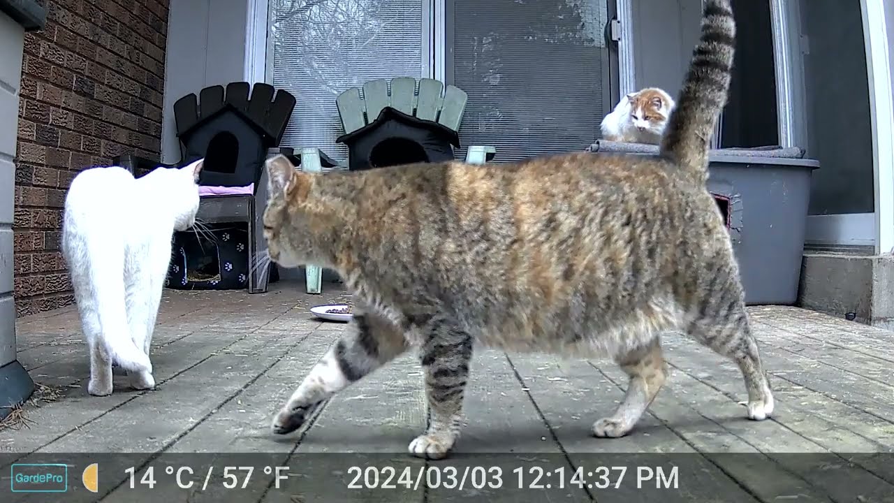 Daily Dose of TNR Feral Cats Clan 2024-03-03- Frost visits his friends