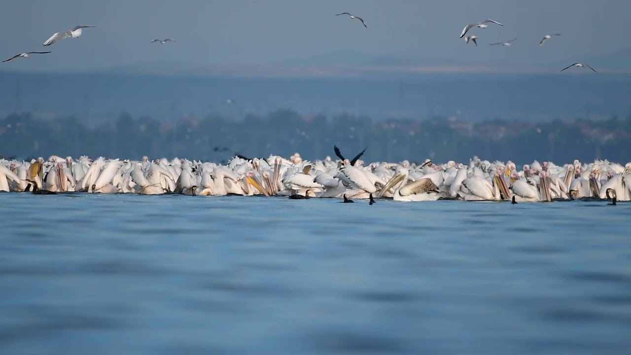Great white pelican 