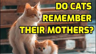 Can Cats Recognize Their Mother After Being Separated?