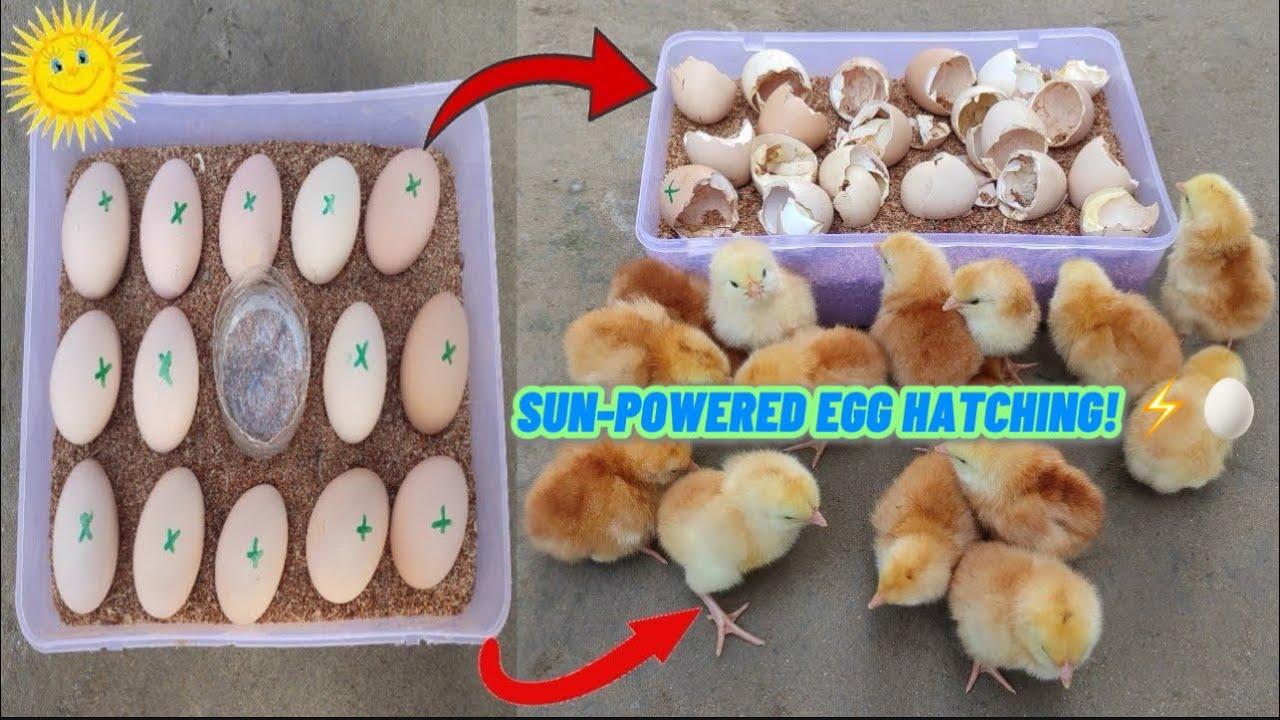Hatch eggs without incubator 100% real video ||Egg incubator without electricity ||Sunlight hatching