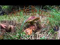 🍄🍄I poker dei re porcini e tris di.....Troll  🐗🐗🐗.  Bosco incantato. Video 4 K UHD.🍄🍄