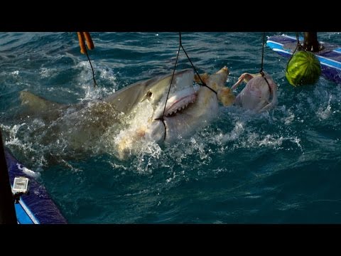 Vidéo: Les Requins Accueillent Les Invités