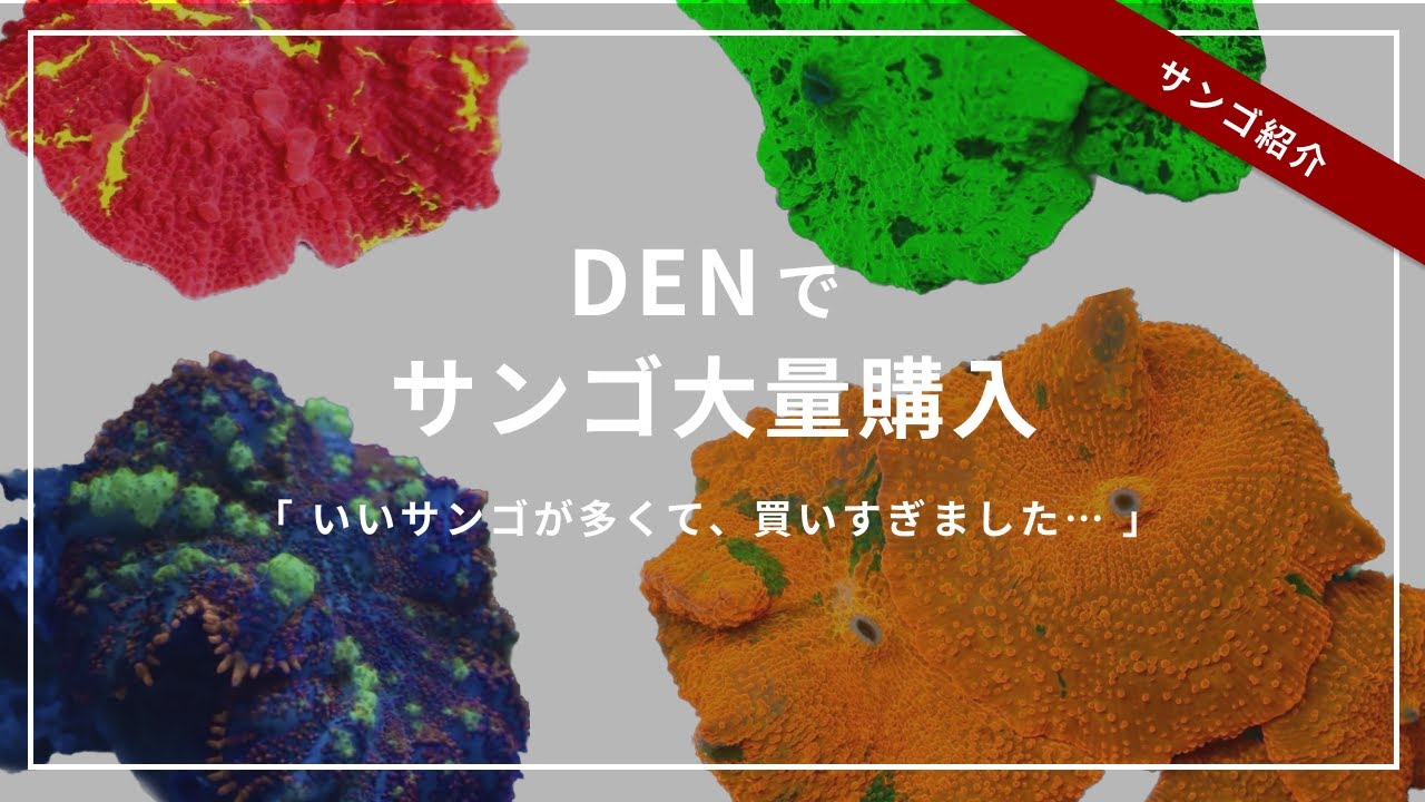 大量購入】休んでいた間に購入したサンゴ紹介！！ - YouTube