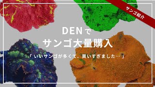【大量購入】休んでいた間に購入したサンゴ紹介！！