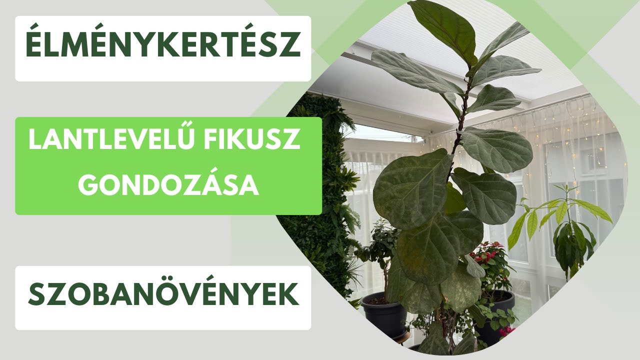 A csodálatos lantlevelű ficus megmentése és szaporítása🪴