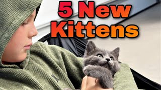 How We Trained our BARN CATS!