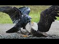 Here&#39;s Why No One Messes With Crows Anymore