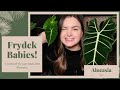 Alocasia: Making Babies & why to NEVER throw out your Alocasia! (PART 1)