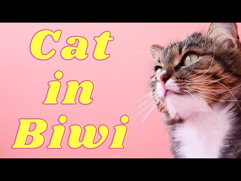 वीडियो: बिल्लियों में आंतों का परजीवी (कोकिडिया)