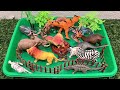 ASMR Safari and Jurassic World Dinosaur Toys #dinosaur #jurassicworld #asmr 