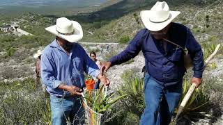 Tallando lechuguilla en el charquito.