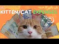 Cost of keeping a Pet Cat/Kitten | PawfectHome