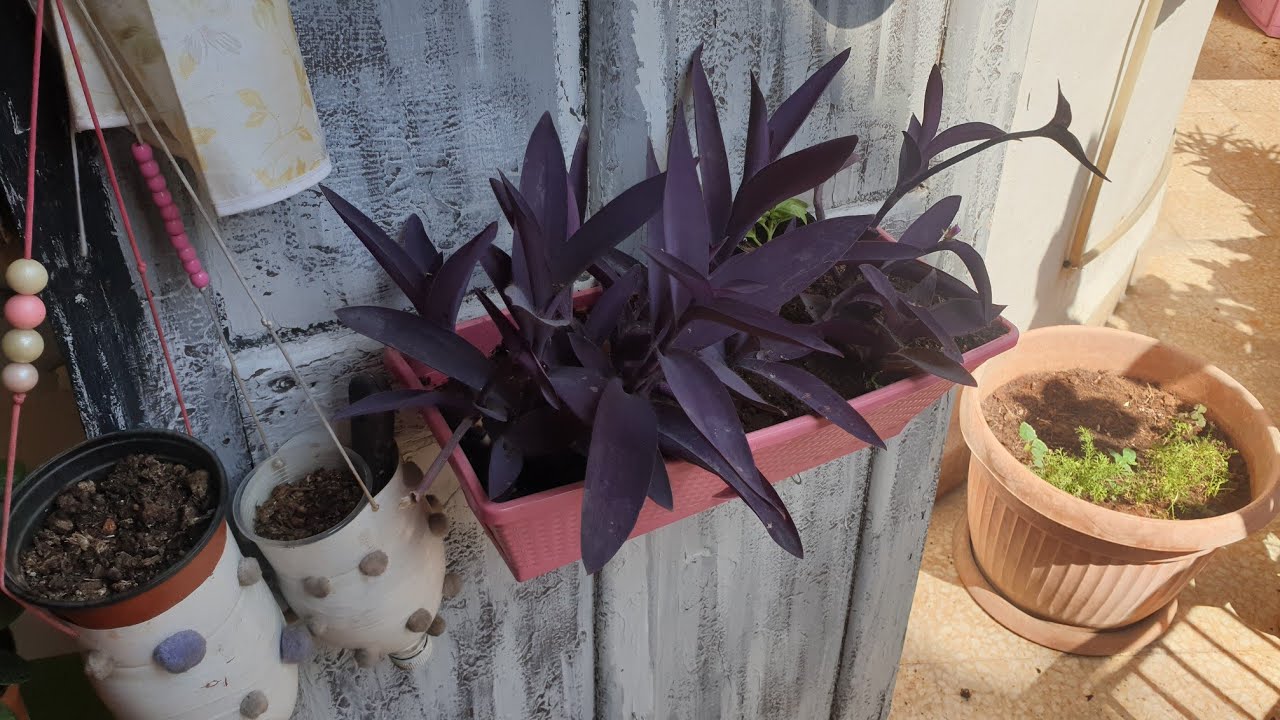 زراعة المكحلة إكثار المكحلة Tradescantia pallida, (Purple heart) بالتفصيل (اليهودي التائه،ست كريزا)