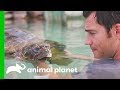 A Sea Turtle Named Tortilla Has A Buoyancy Issue | Evan Goes Wild: Passion and Purpose