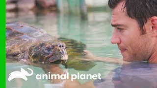 A Sea Turtle Named Tortilla Has A Buoyancy Issue | Evan Goes Wild: Passion and Purpose