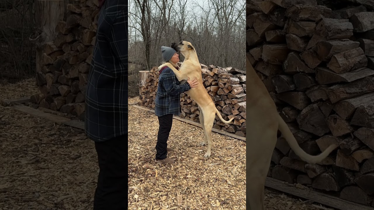 Great Dane puppy 3 months to 10 months 