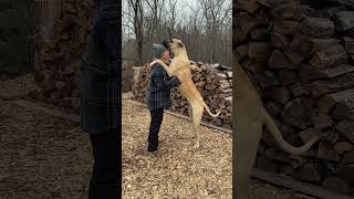 Great Dane puppy 3 months to 10 months #greatdanepuppy