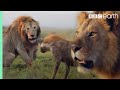 One hour of amazing animal moments  bbc earth