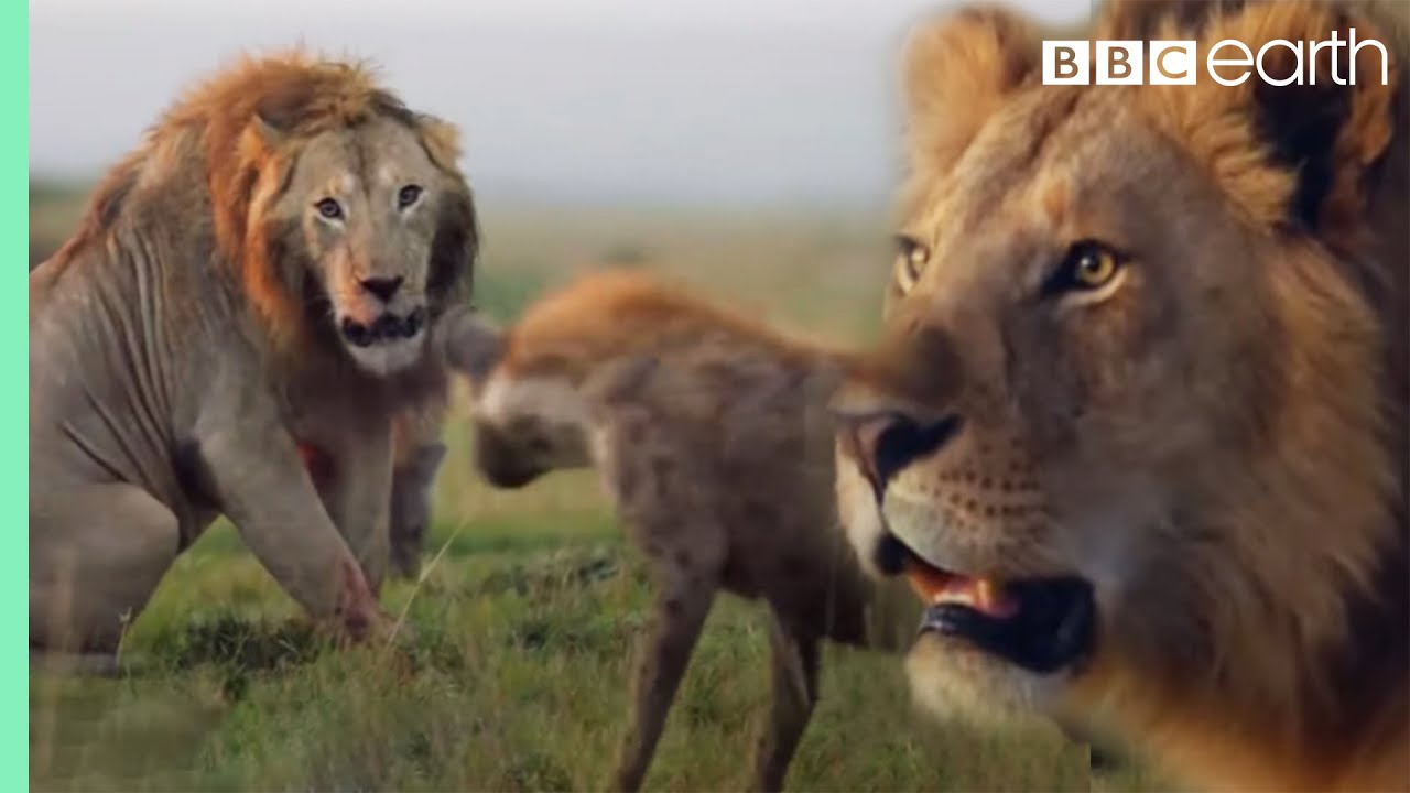 Tierbabys 4k - Erstaunliche Welt der jungen Tiere | Szenischer Entspannungsfilm