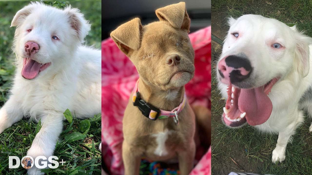 Amazing Special Needs Dogs Prove They’re Just as Good as any Dog ❤️🐶 (Blind Dog Compilation) | DOGS+