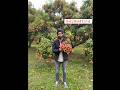 How to grow lichi plant shahi lichi plant #fruit #plants #farming #agriculture
