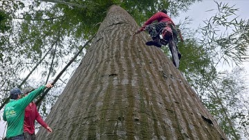 Cưa cây gòn siêu to  , Ở lương phi , Cưa cây kỷ thuật cao 