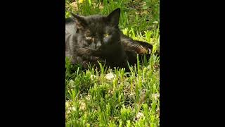 Black cat in the grass and dogwood petals.